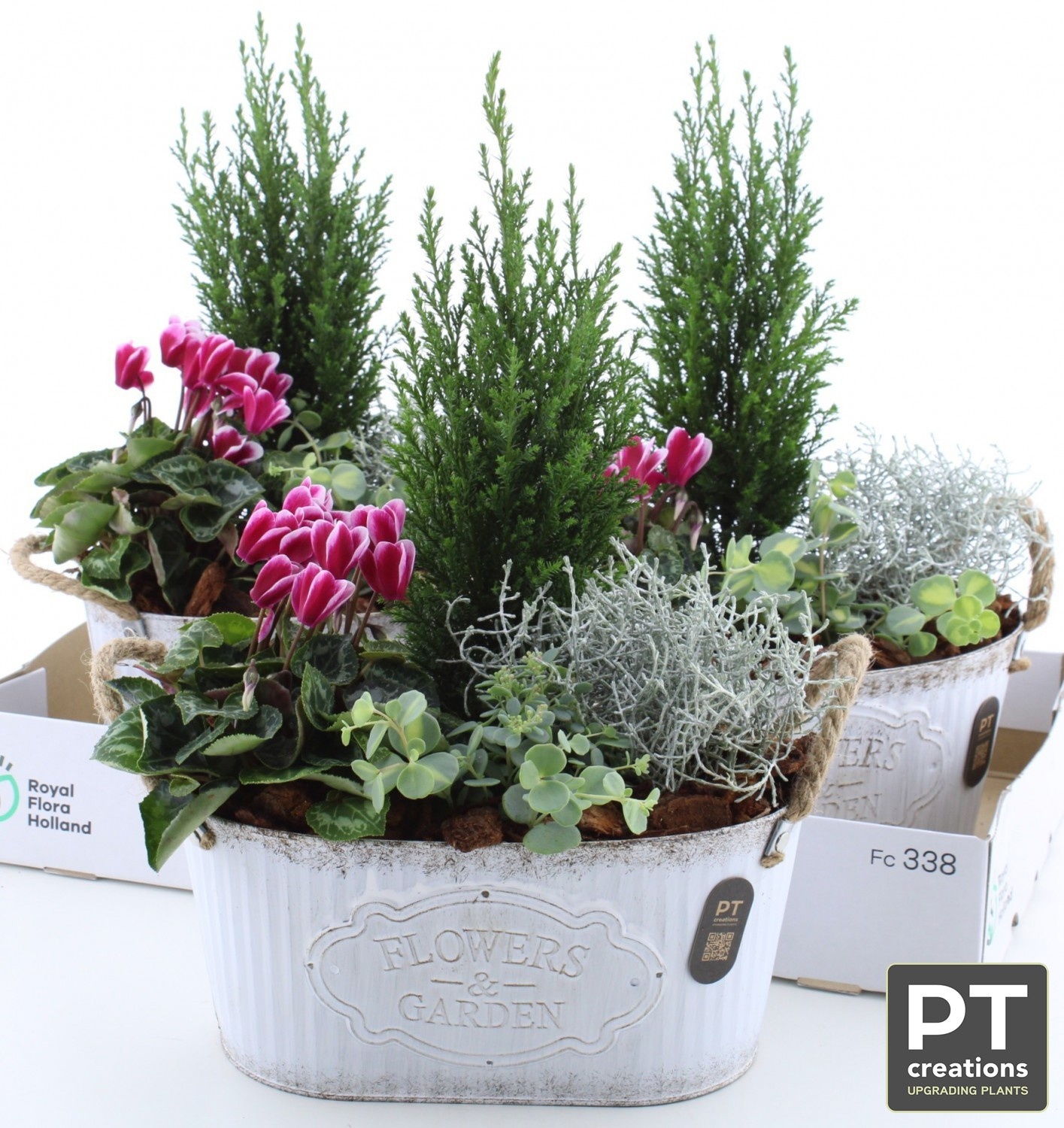 Arr Tuinplanten 27P 47cm 22bloei