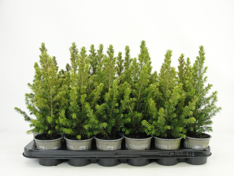 Picture of Picea glauca Rainbows End' P9