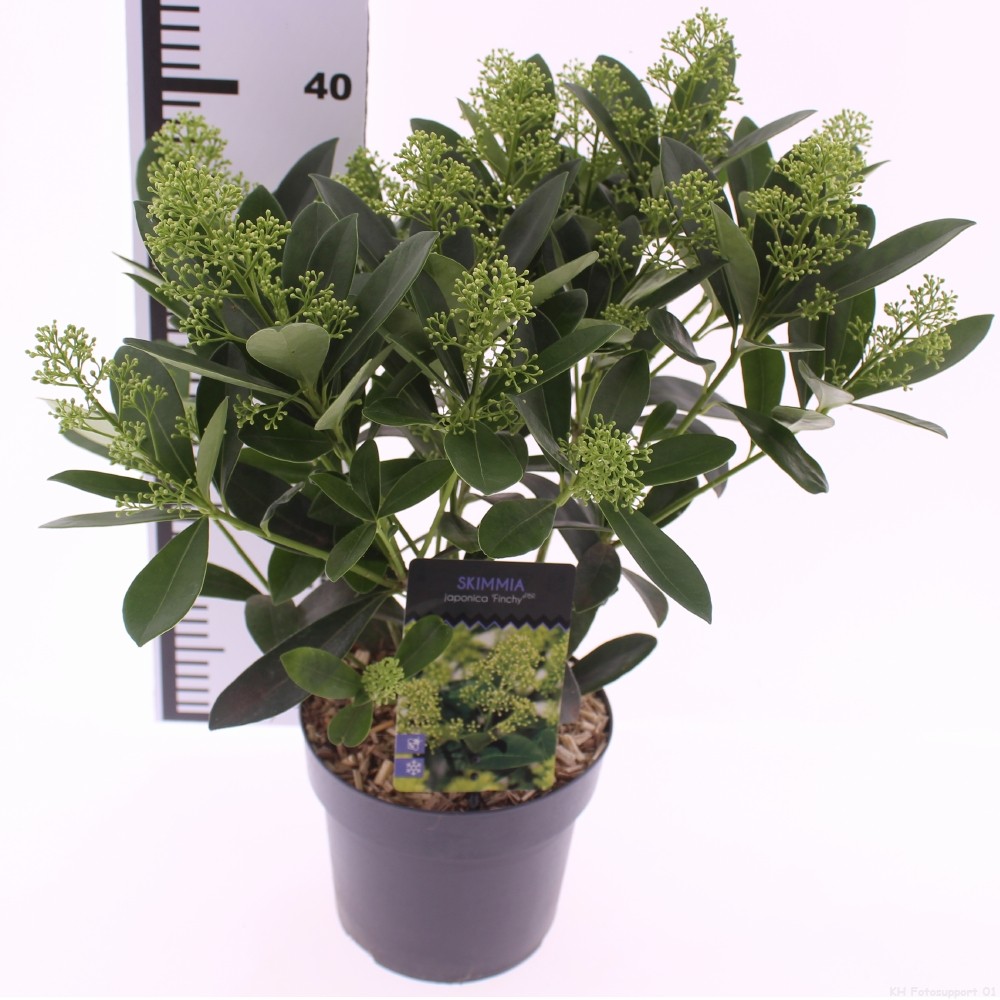 Picture of Skimmia jap. 'Finchy'