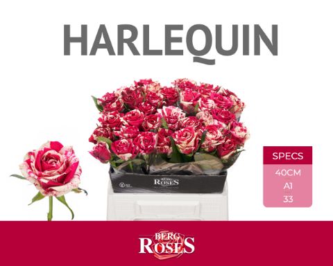 Rosa Harlequin 40cm