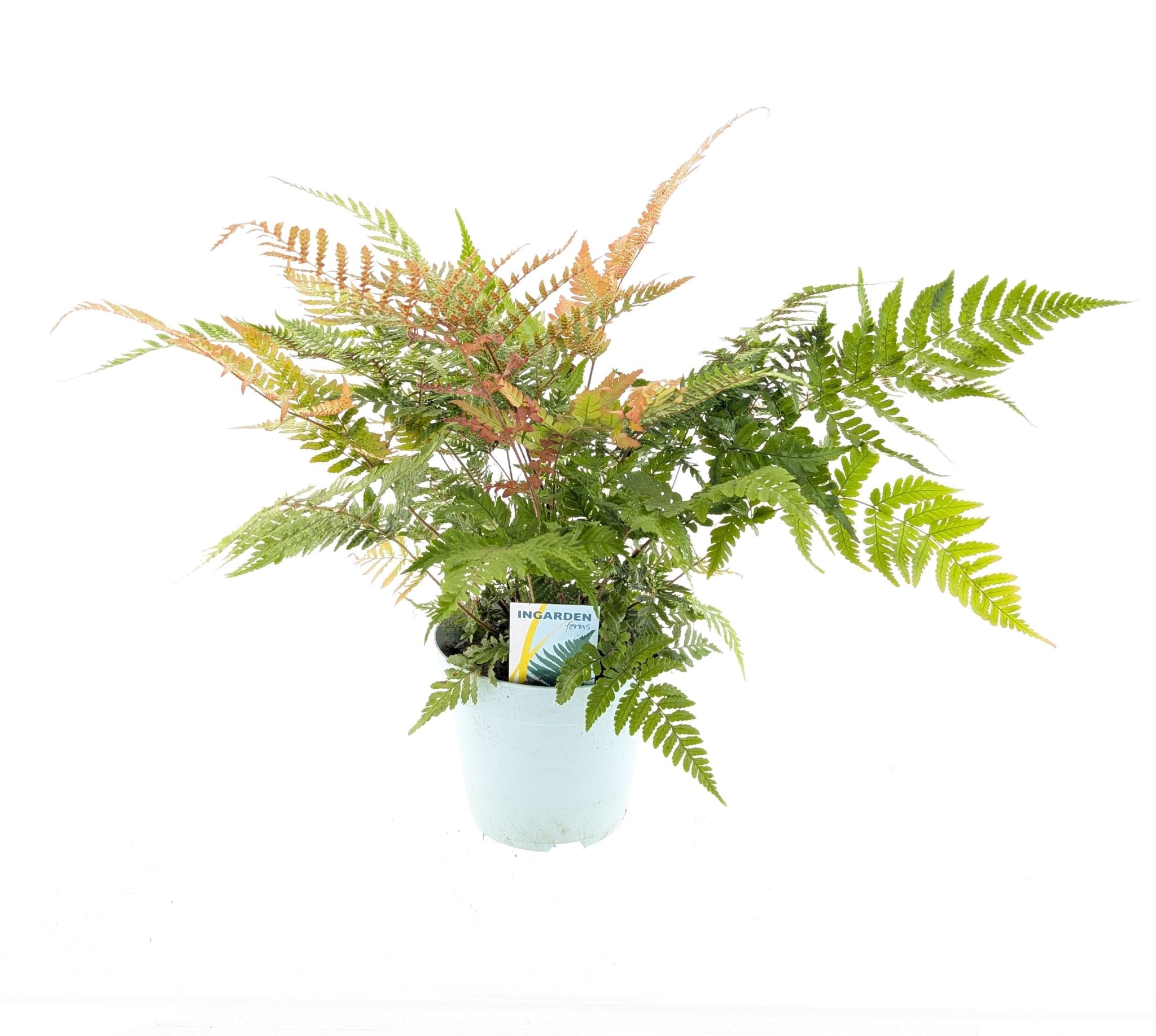 Picture of Dryopteris erythrosora