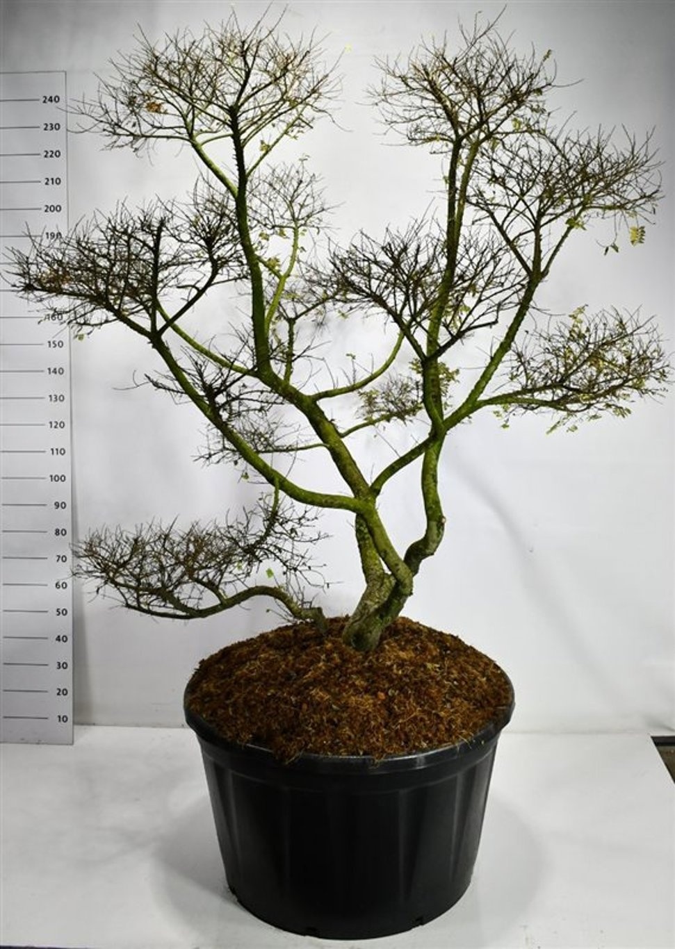 Ulmus "jaqueline Hillier"