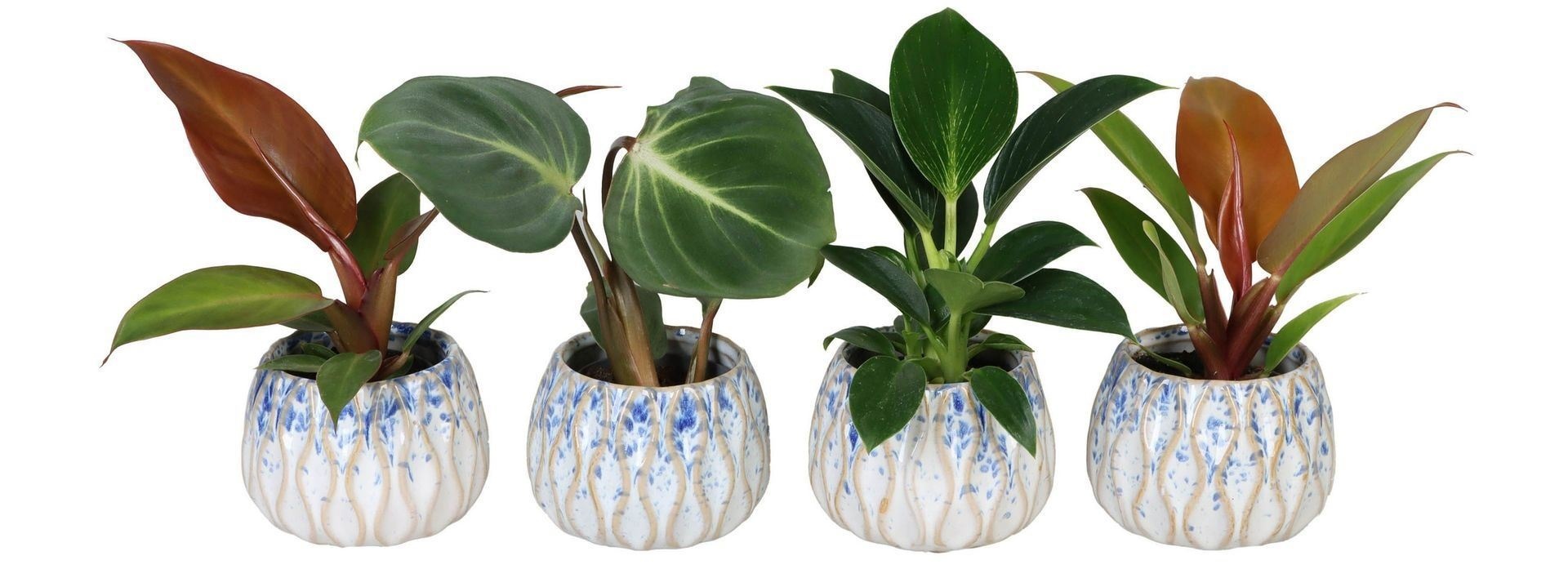 Philodendron L 65807 with Philodendron Mix