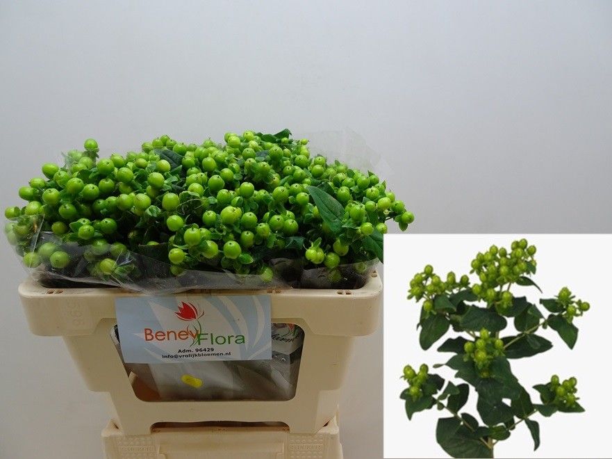 Hypericum Green Power 50cm