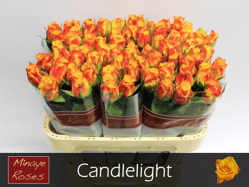 Rosa Candlelight 70cm