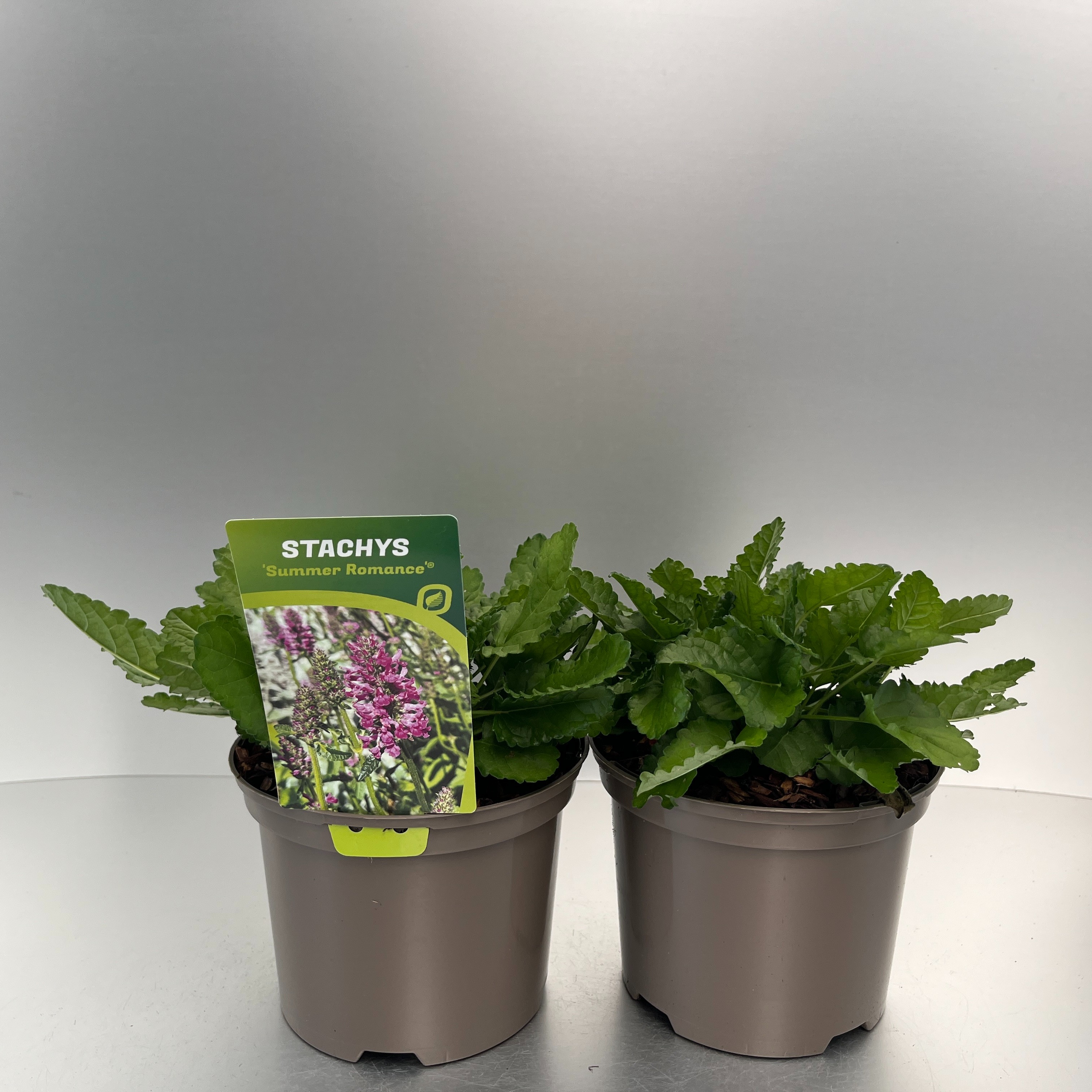 Picture of Stachys Summer Romance P17 (2 Ltr)