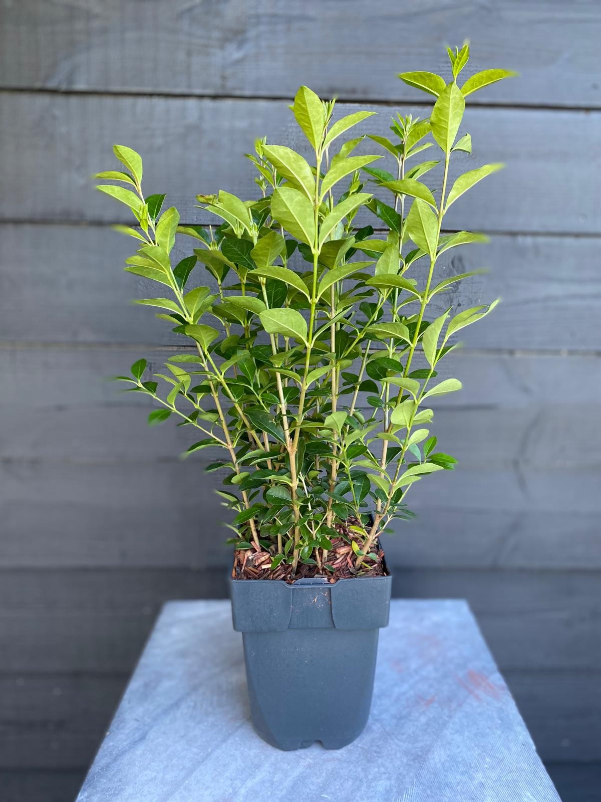 Picture of Ligustrum ovalifolium P17