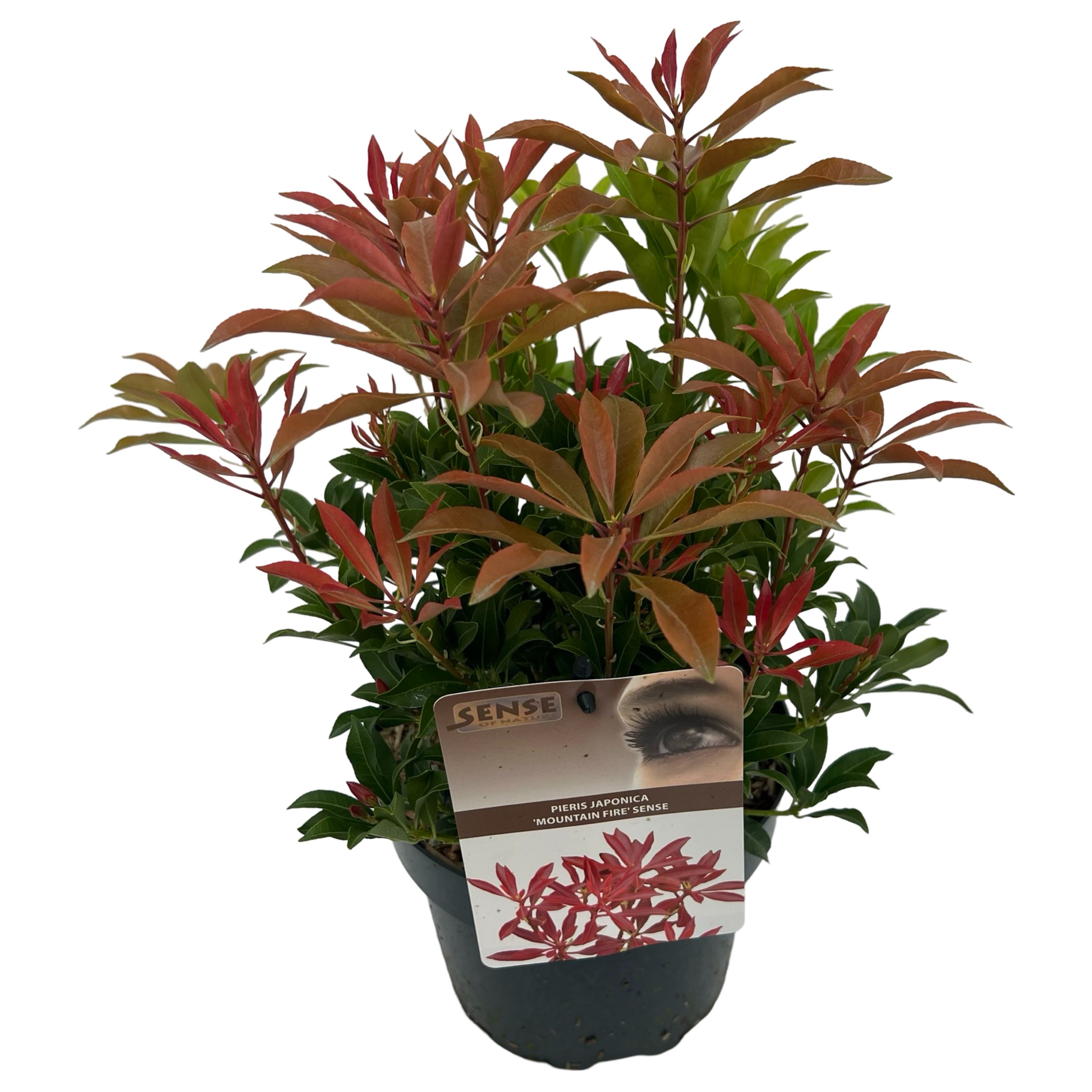 Picture of Pieris jap. 'Mountain Fire' sense