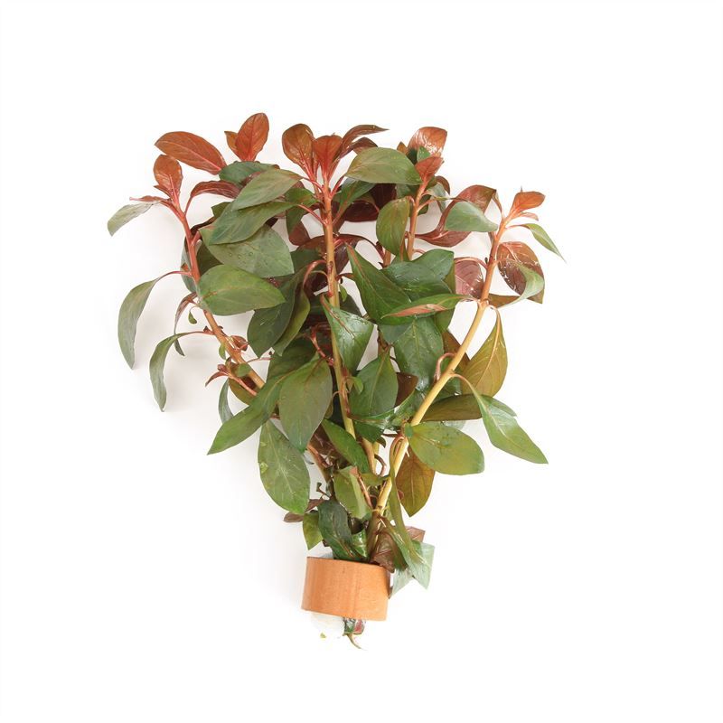 Ludwigia repens diamond red (TCR)