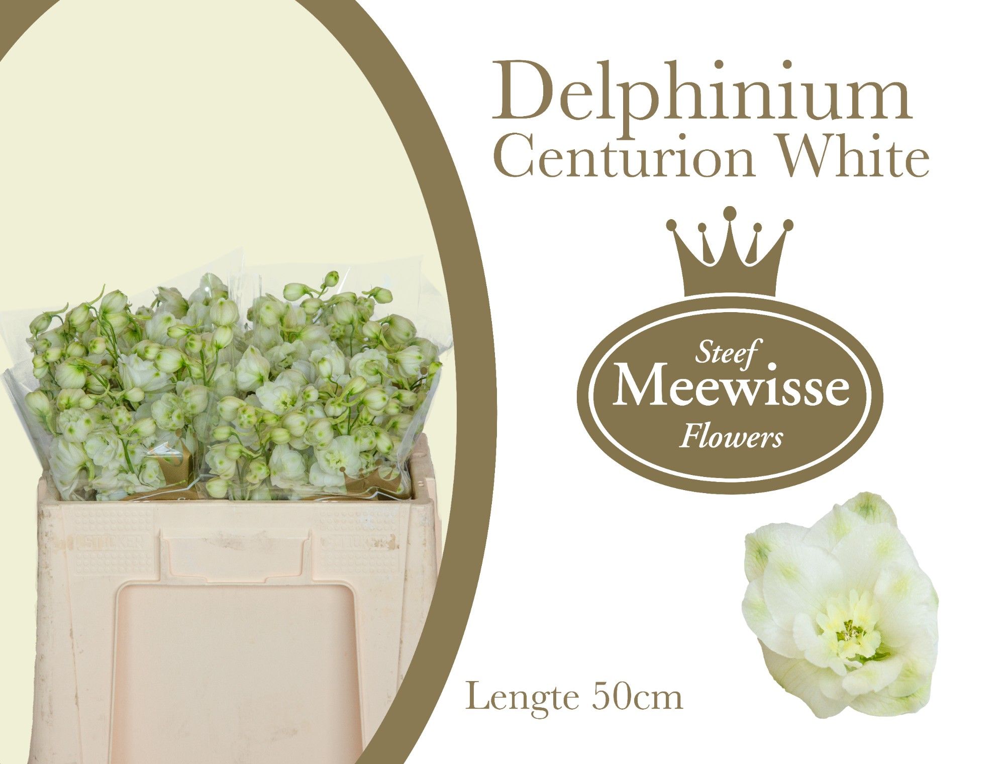 Delph El Centu White