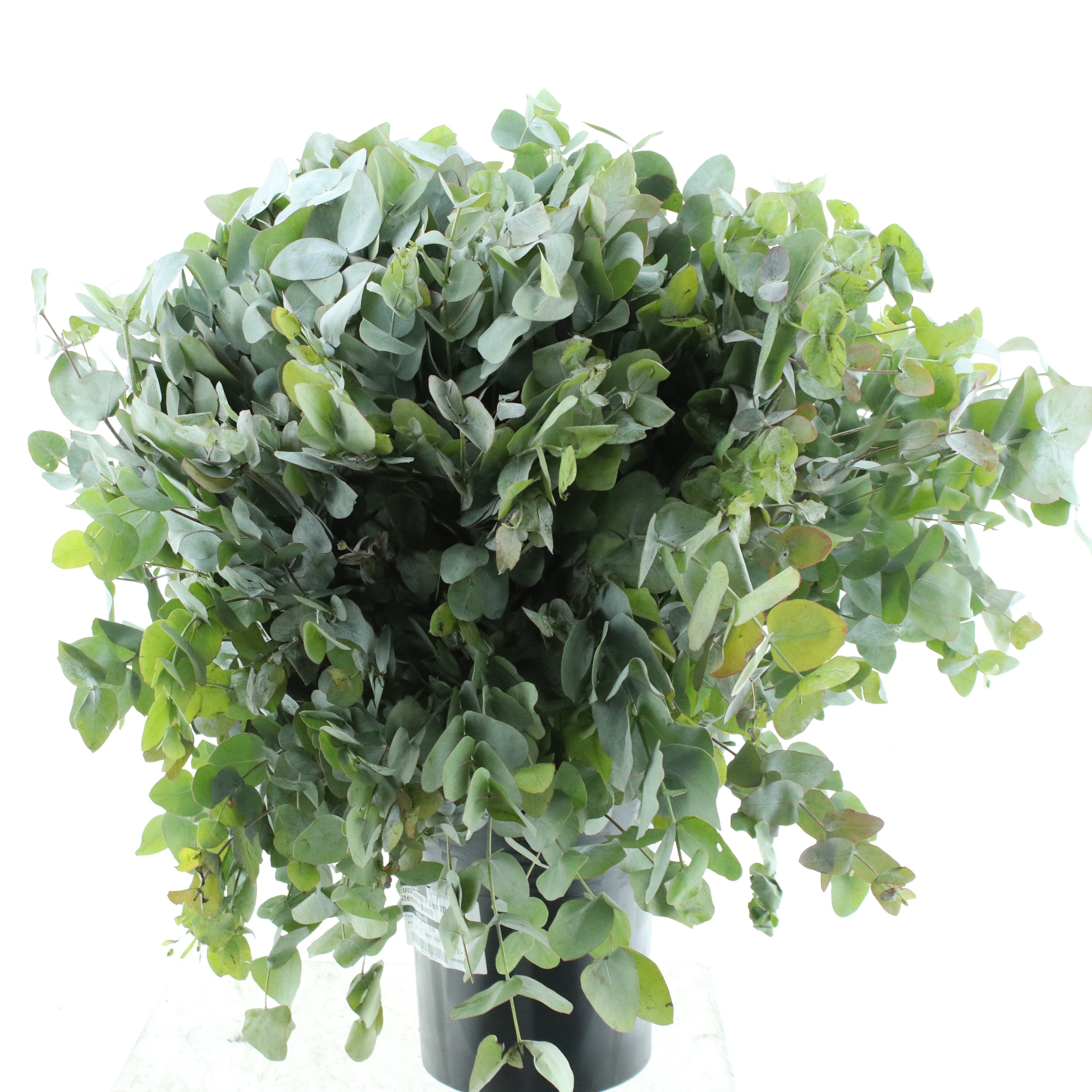 Euca Cinerea 70L.cm