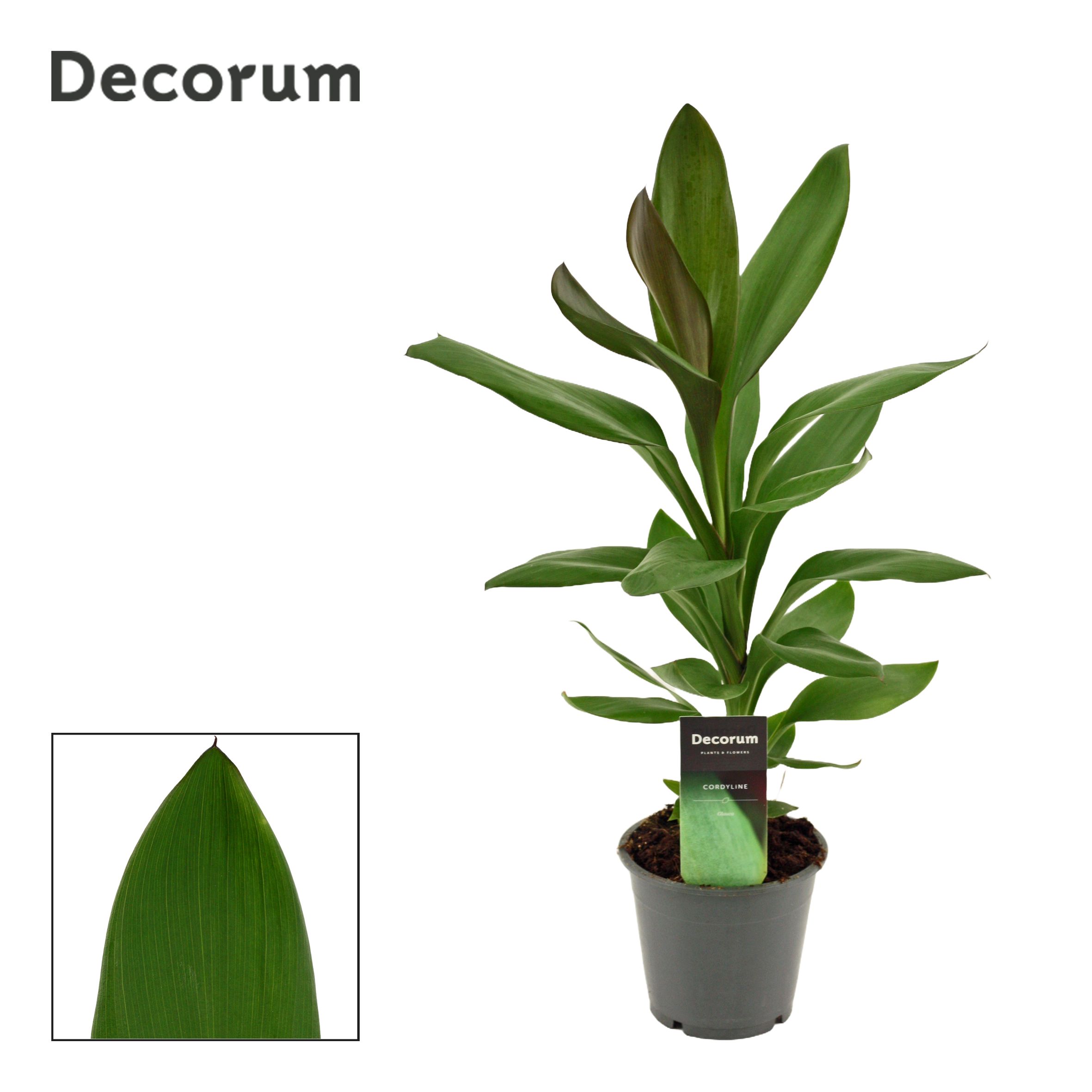 Cordyline Glauca ( Decorum)