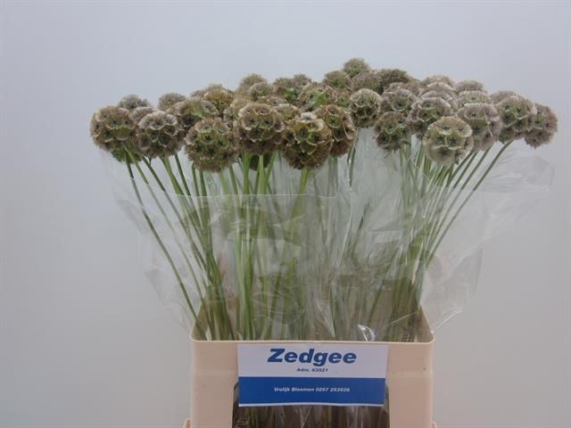 Scabiosa Pods 60cm