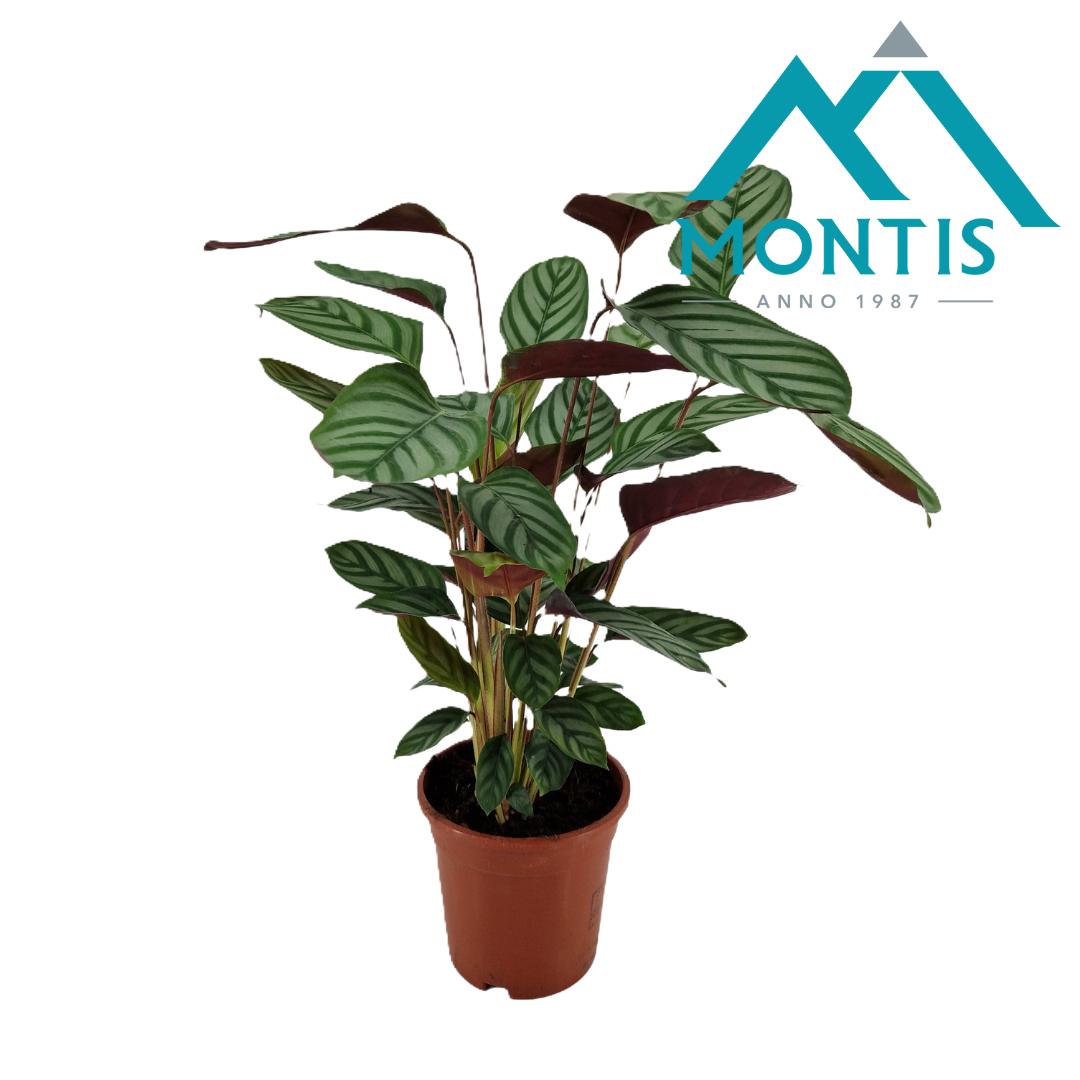 Picture of Ctenanthe oppenheimiana P17 (2 Ltr) 60CM