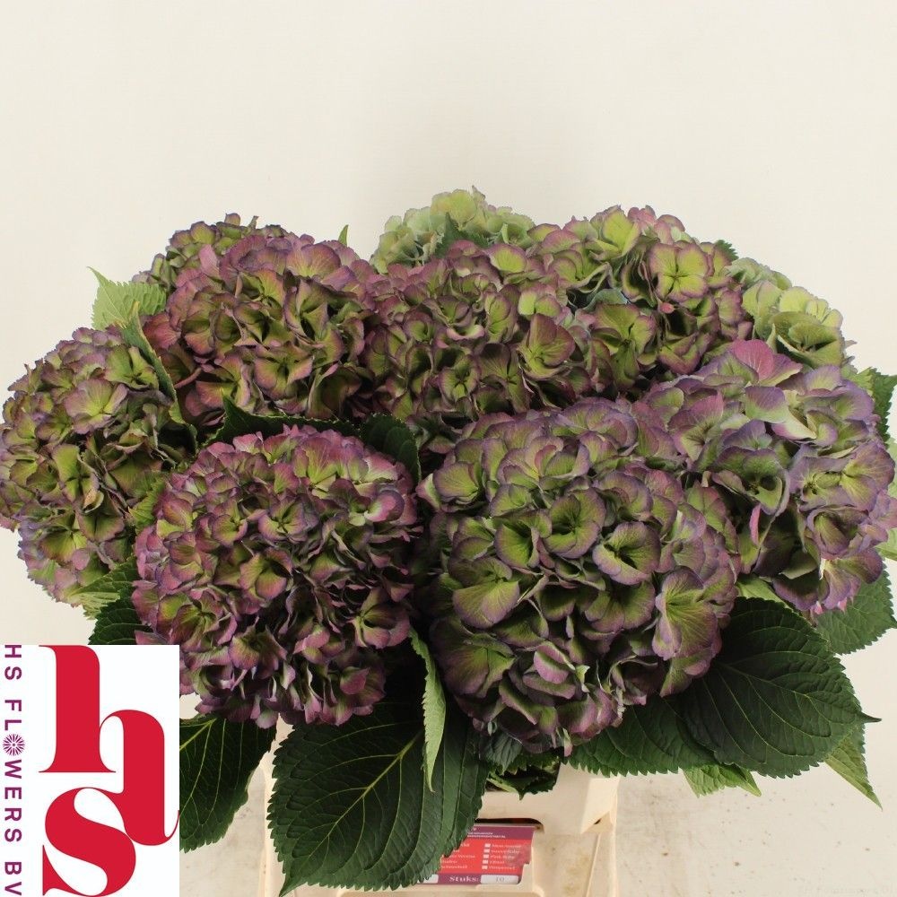 Hydrangea Elbtal Classic Pink 60cm 20Ø
