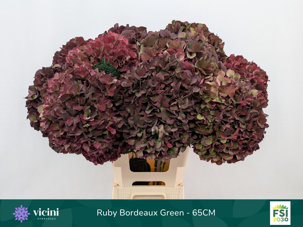 Hydrangea Ruby Choco 60cm 21Ø