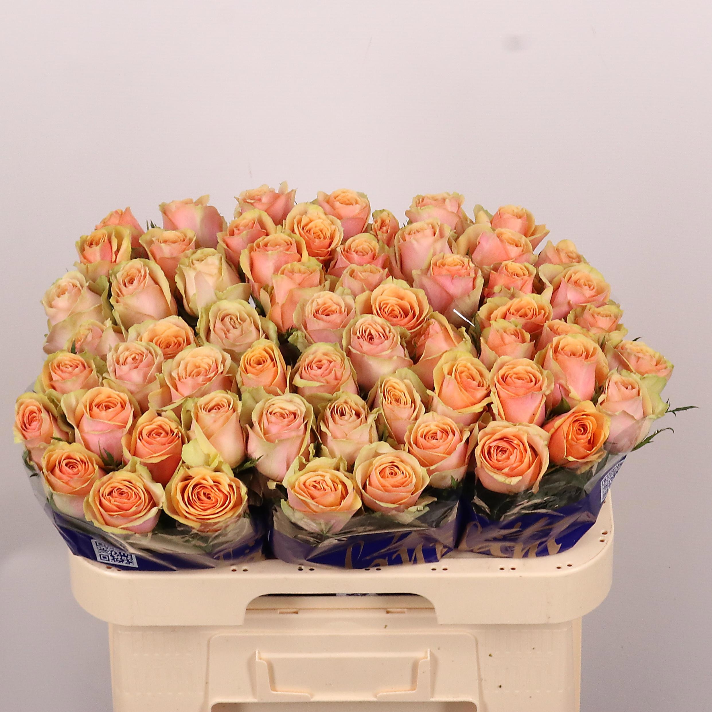 Rosa Dividend 60cm