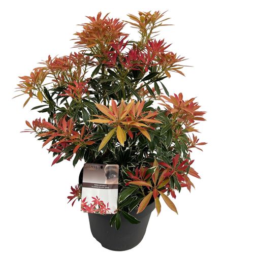 Pieris jap. 'Flaming Silver' sense p27 Asra