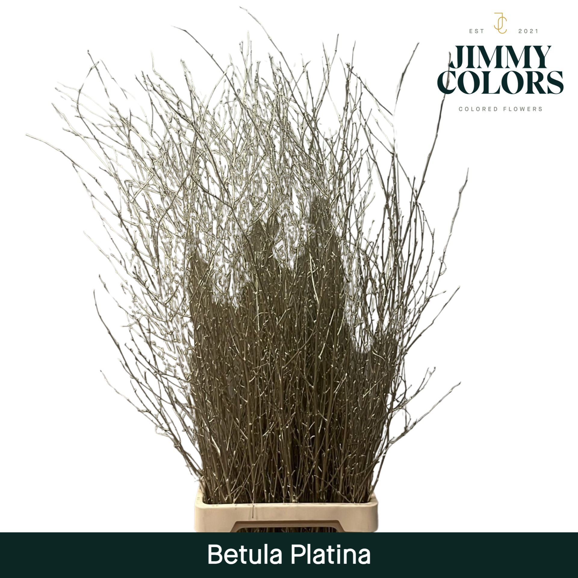 Betula L120 Mtlc. Platina