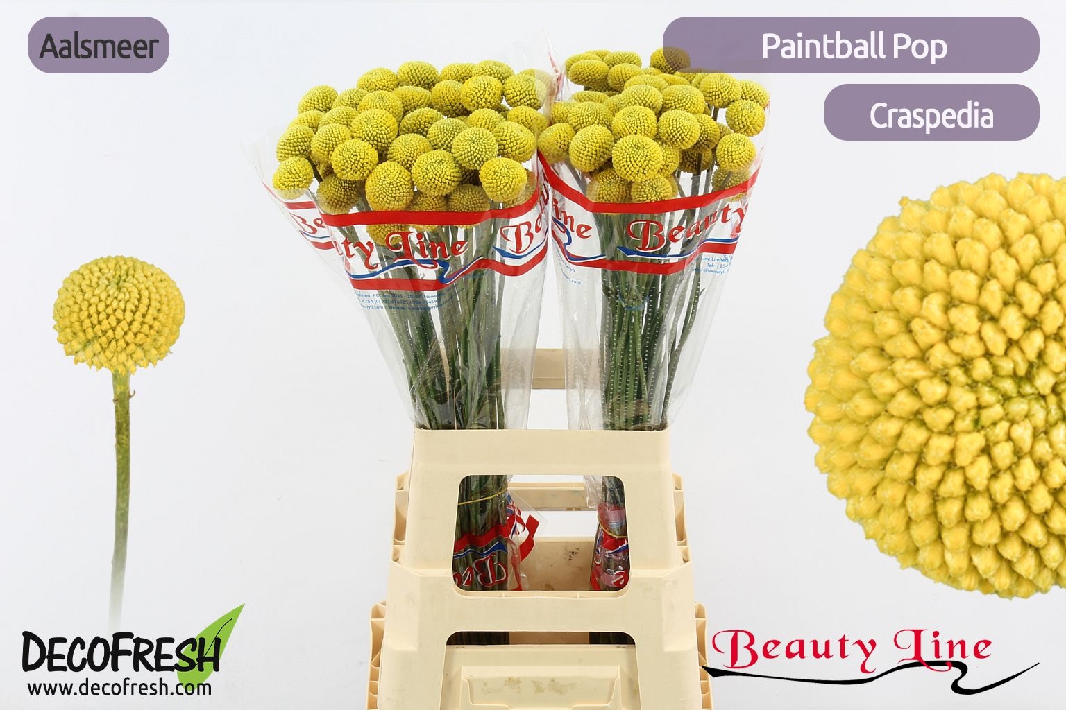 Cras Paintball Pop
