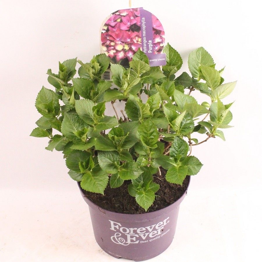 Hydrangea macrophylla Forever & Ever Purple