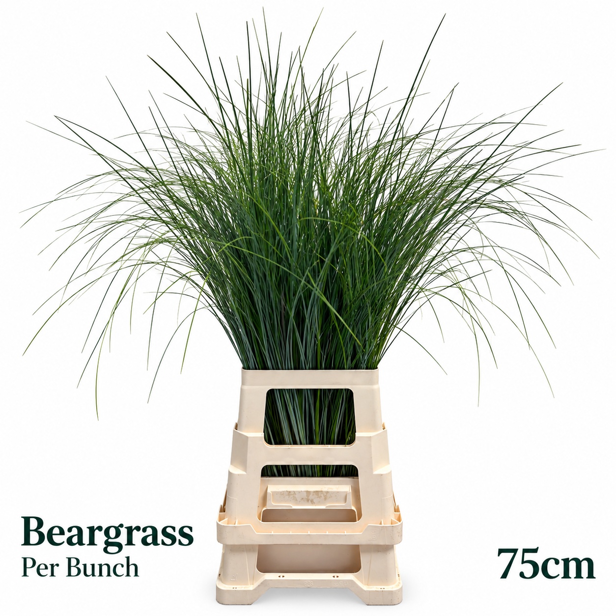 Xerophyl Beargras Bs