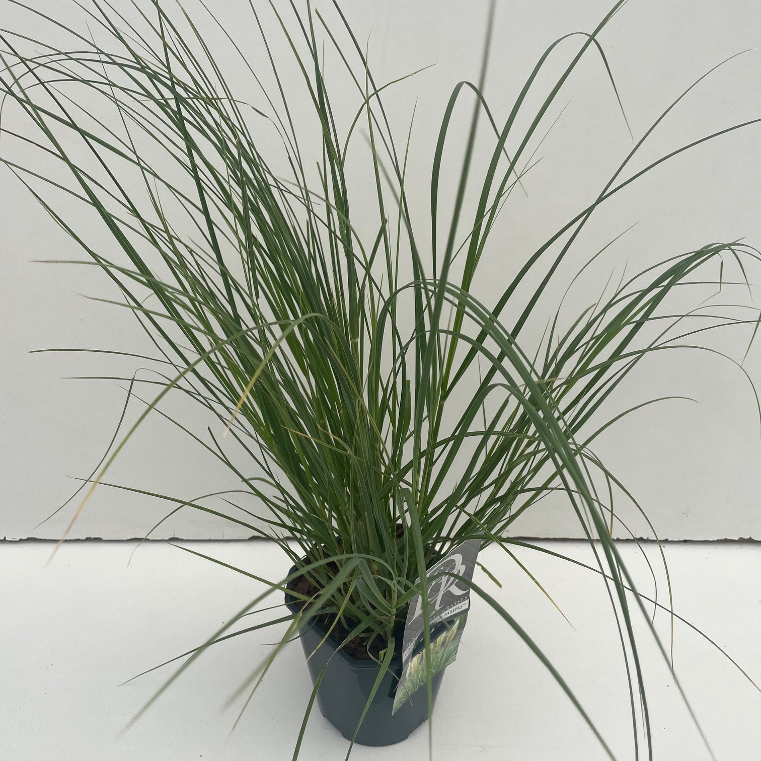 Picture of Cortaderia sell. Mini Pampas P17 (2 Ltr) Square