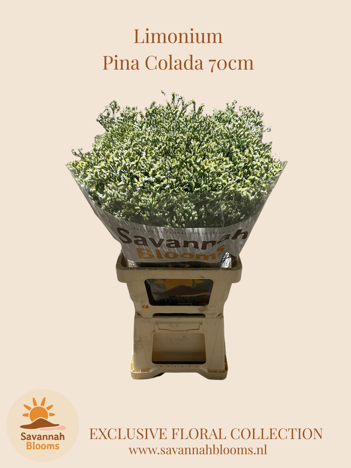 Limonium Sin Pina Colada 70cm 35gram