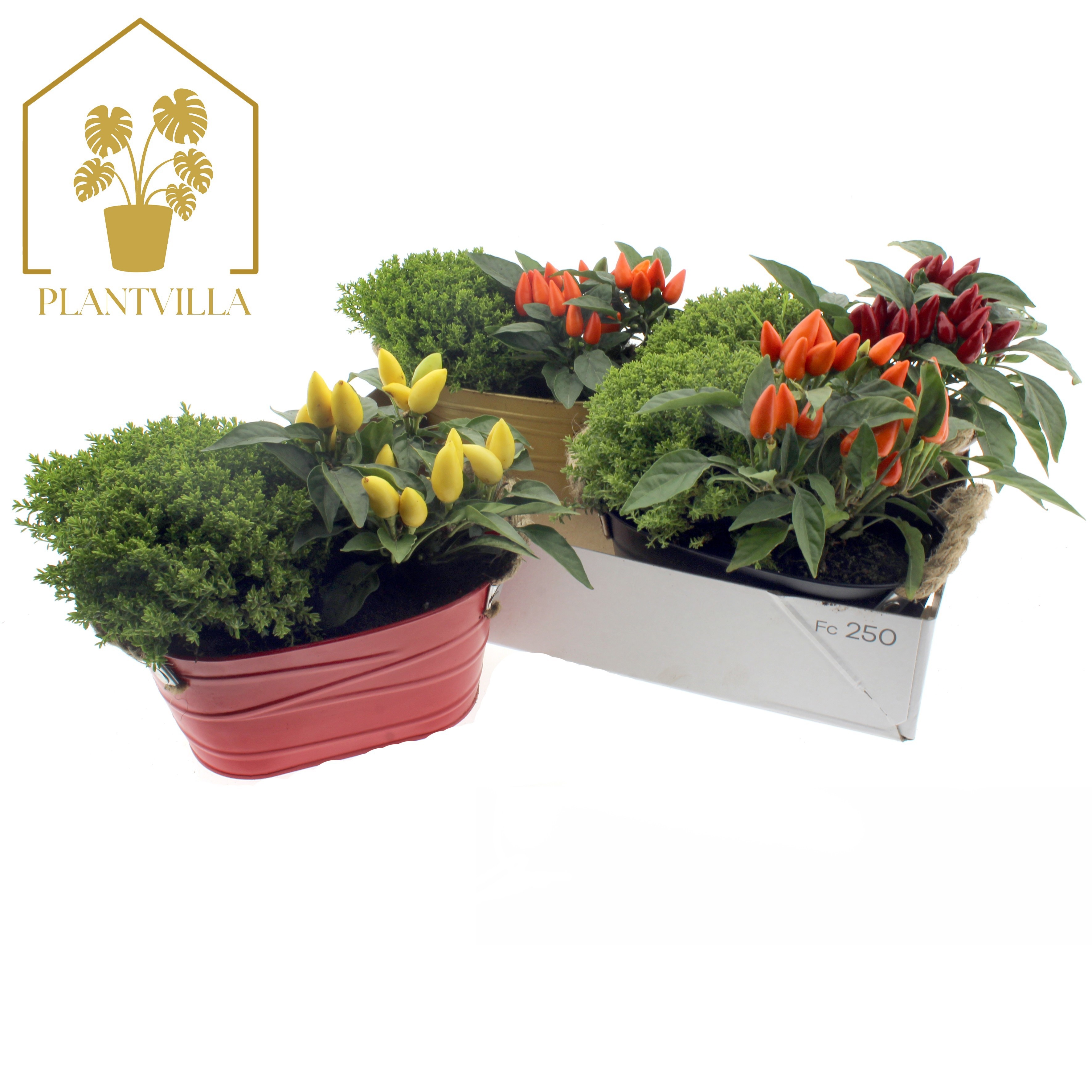 Arr Tuinplanten 20P 25cm 99bloei
