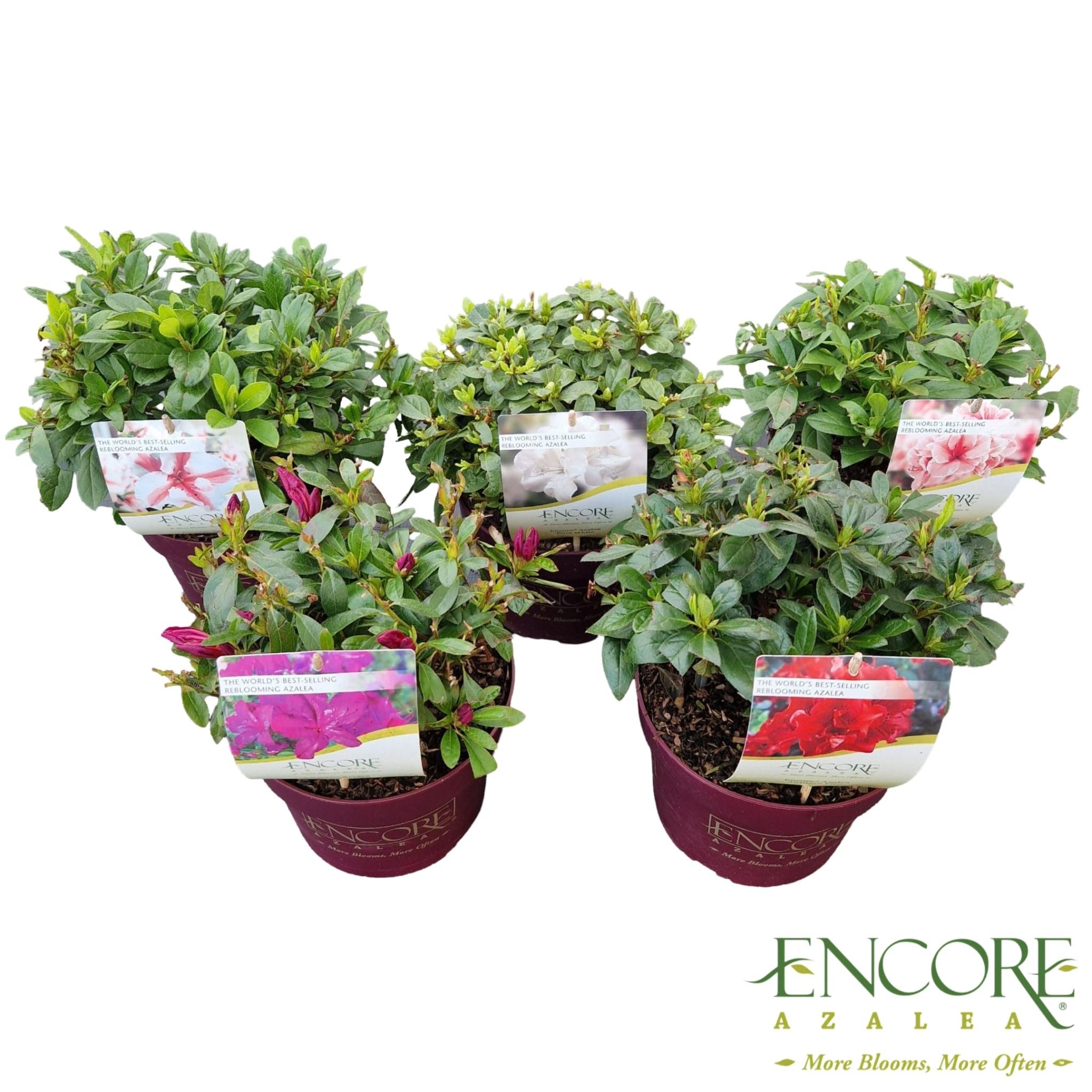 Rhododendron Encore® in varieties