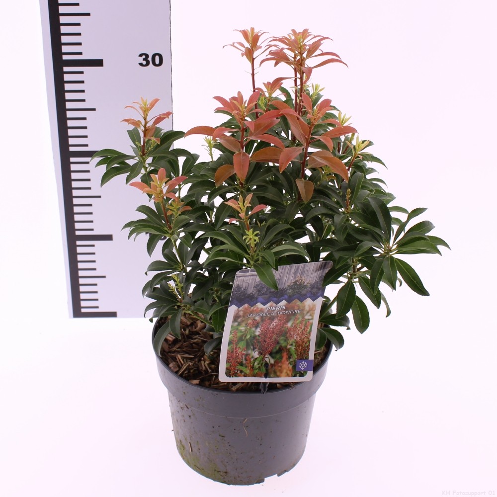 Picture of Pieris jap. 'Bonfire'