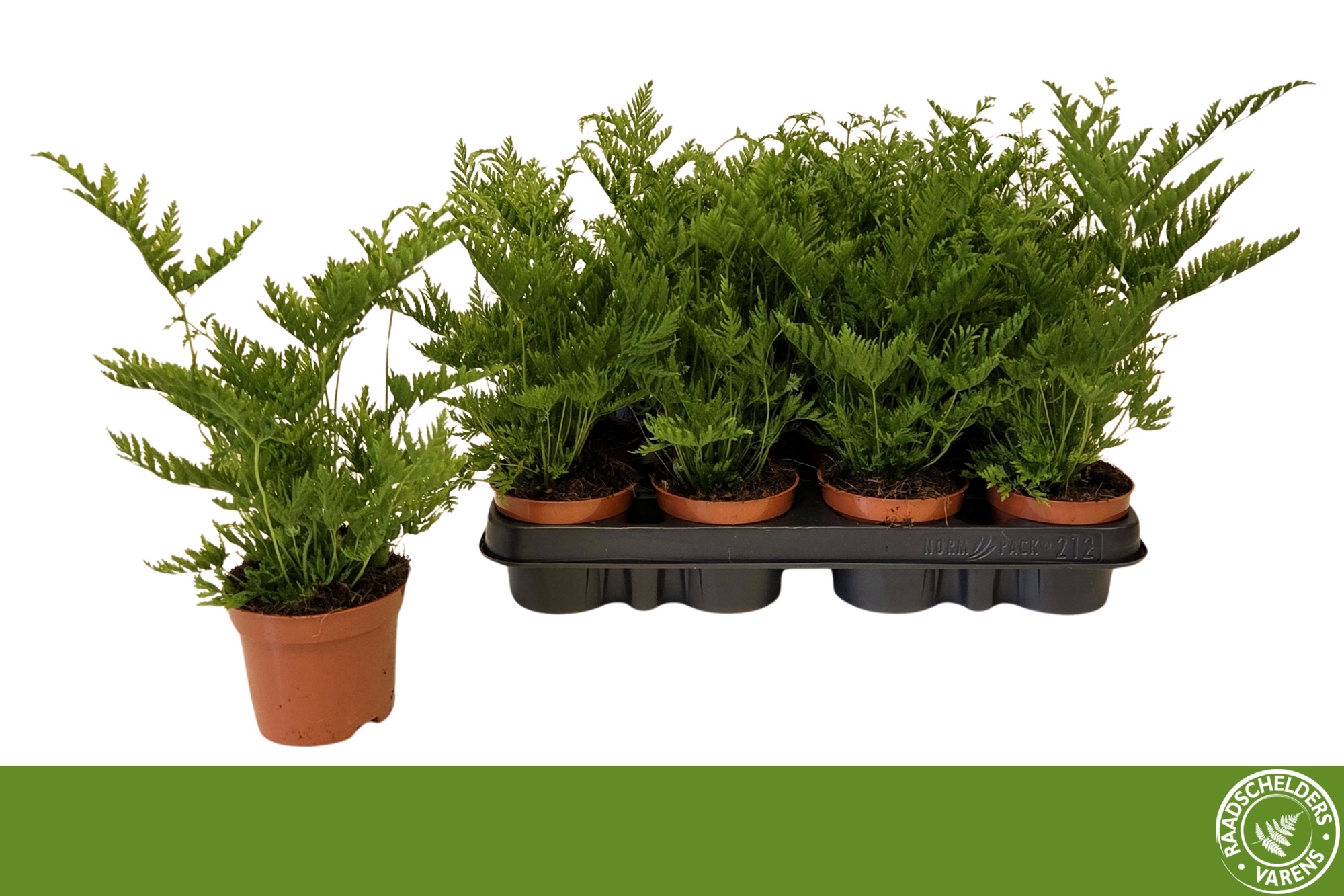Pteris Straminea 9P 15H
