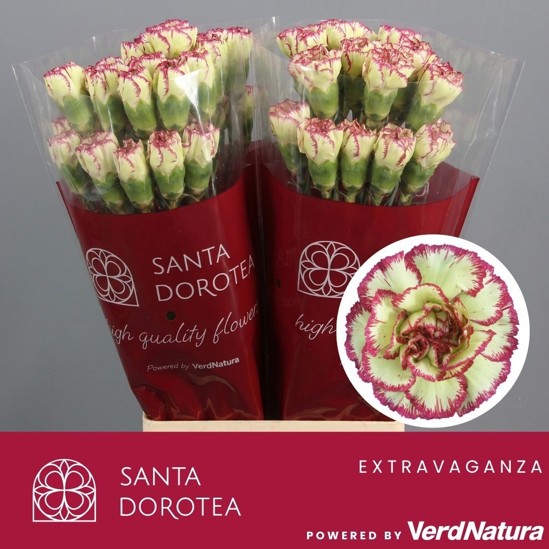 Dianthus St Extravaganza 60cm