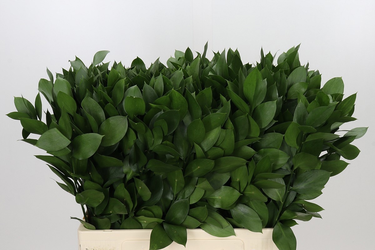 Ruscus Hypophyllum 60L.cm