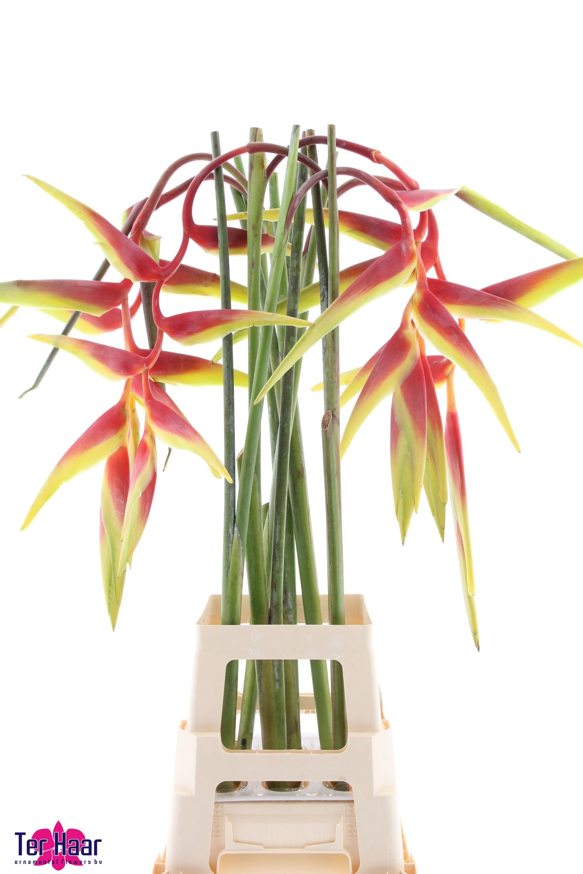 Helic Pendula