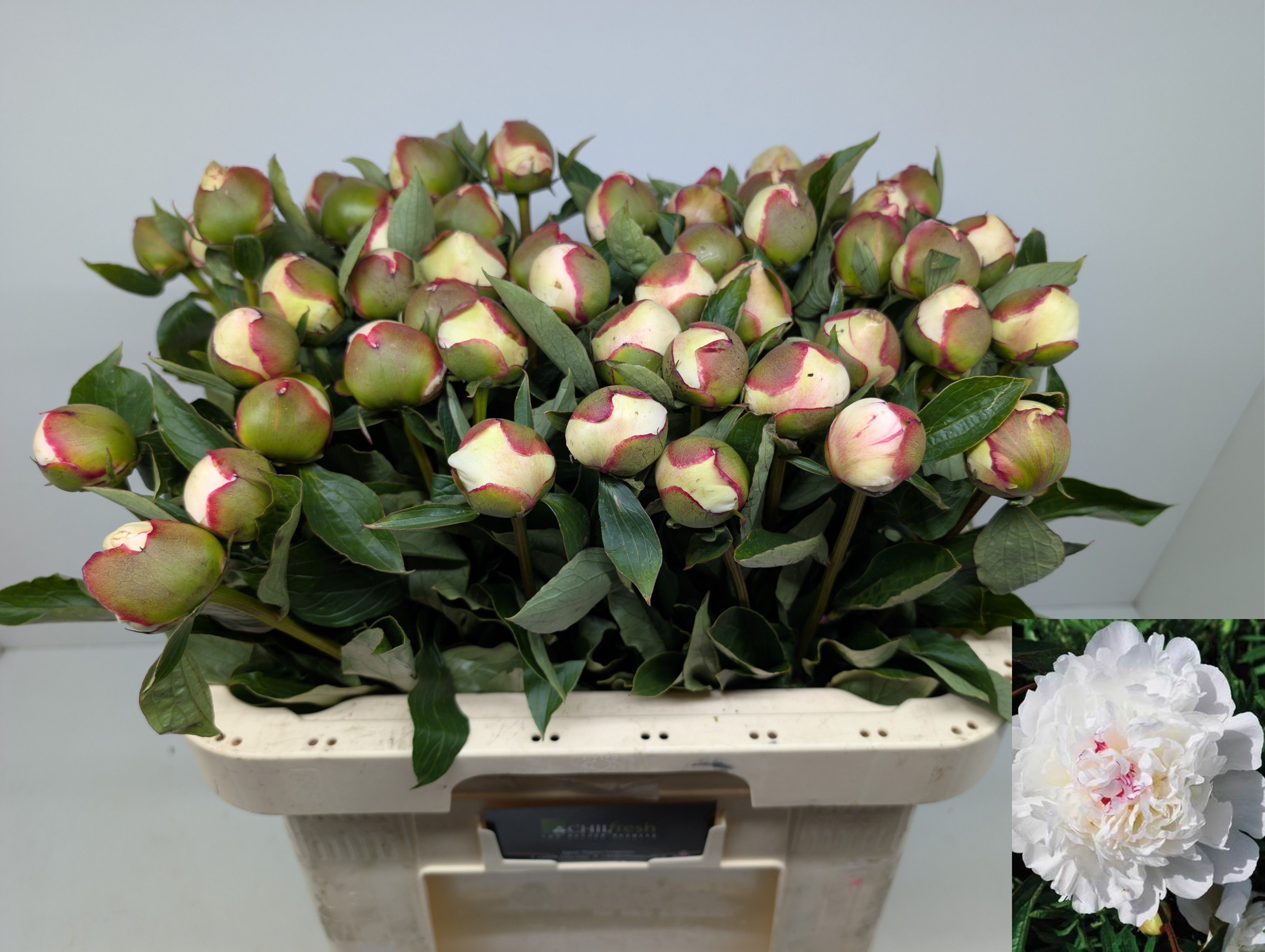 Paeonia Festiva Maxima 60cm