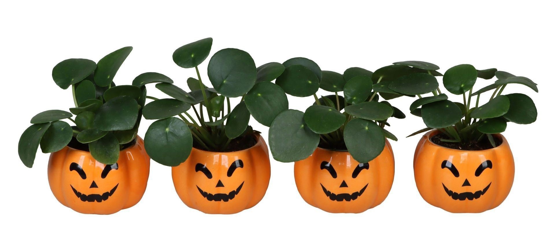 Pilea L 66468 With Pilea Peperomides