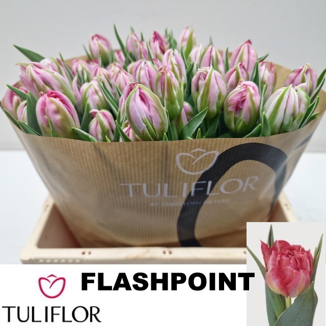 Tulipa Double Flash Point 37cm 23gram