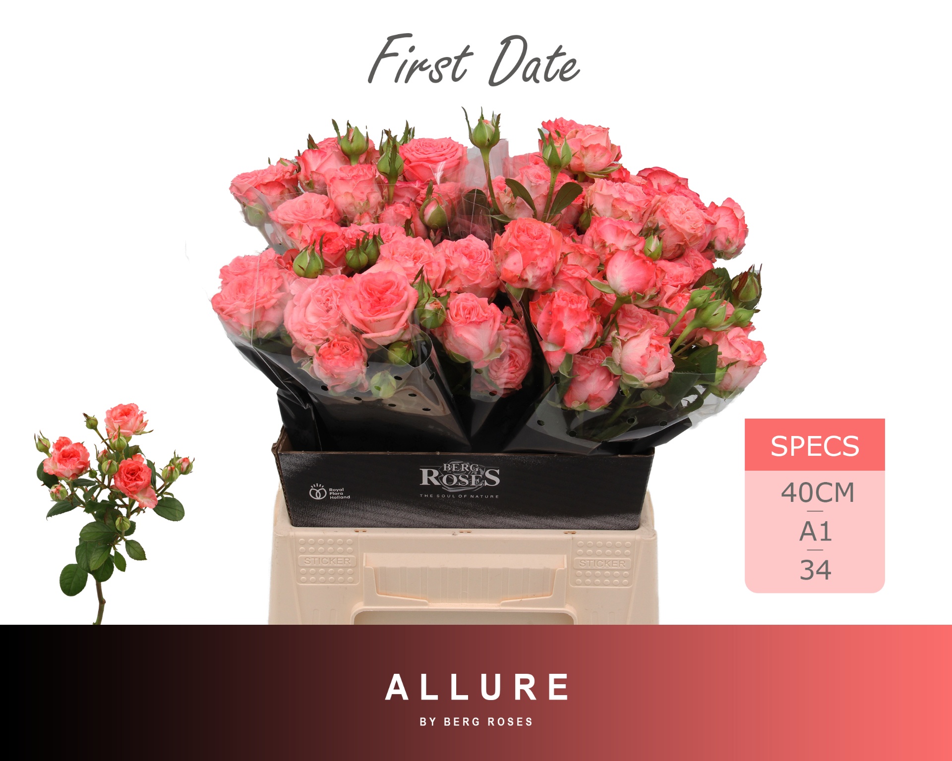 Rosa Spr First Date 40cm