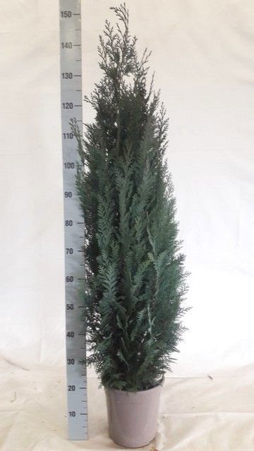 Cham L Columnaris 24P 145H