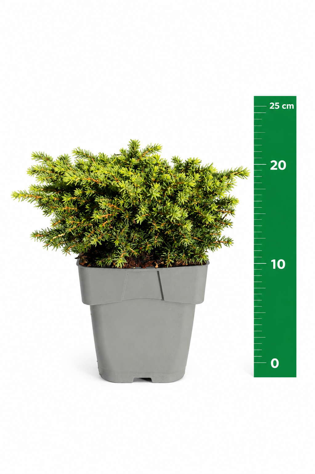 Picea abies 'Little Gem'