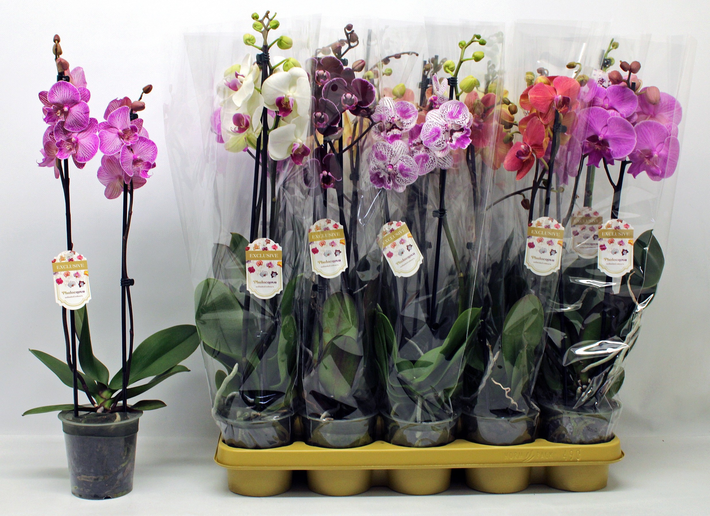 Phalaenopsis Asst 12Ø 60cm