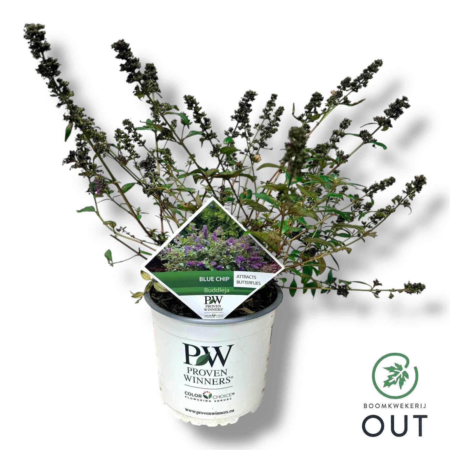Buddleja Chip® ‘Blue Chip' PW *