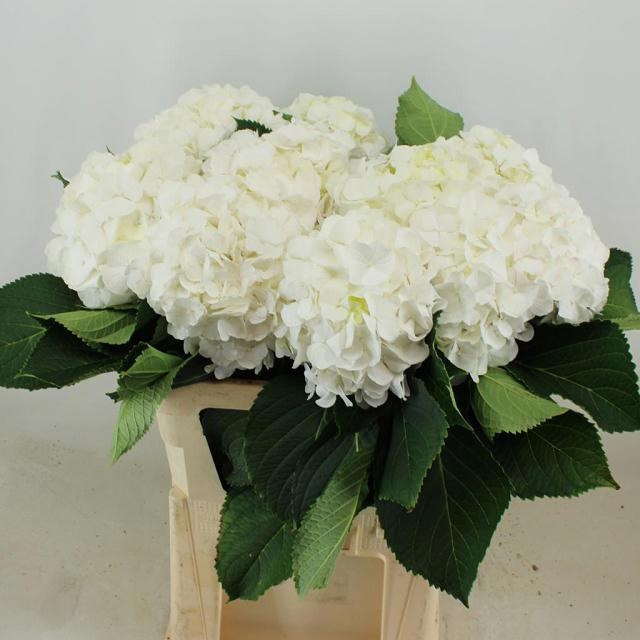 Hydrangea White Verena 80cm 21Ø