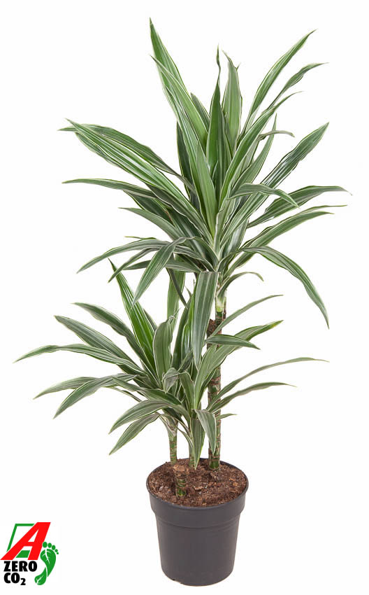 Picture of Dracaena Warneckei 45-15 P19 100CM