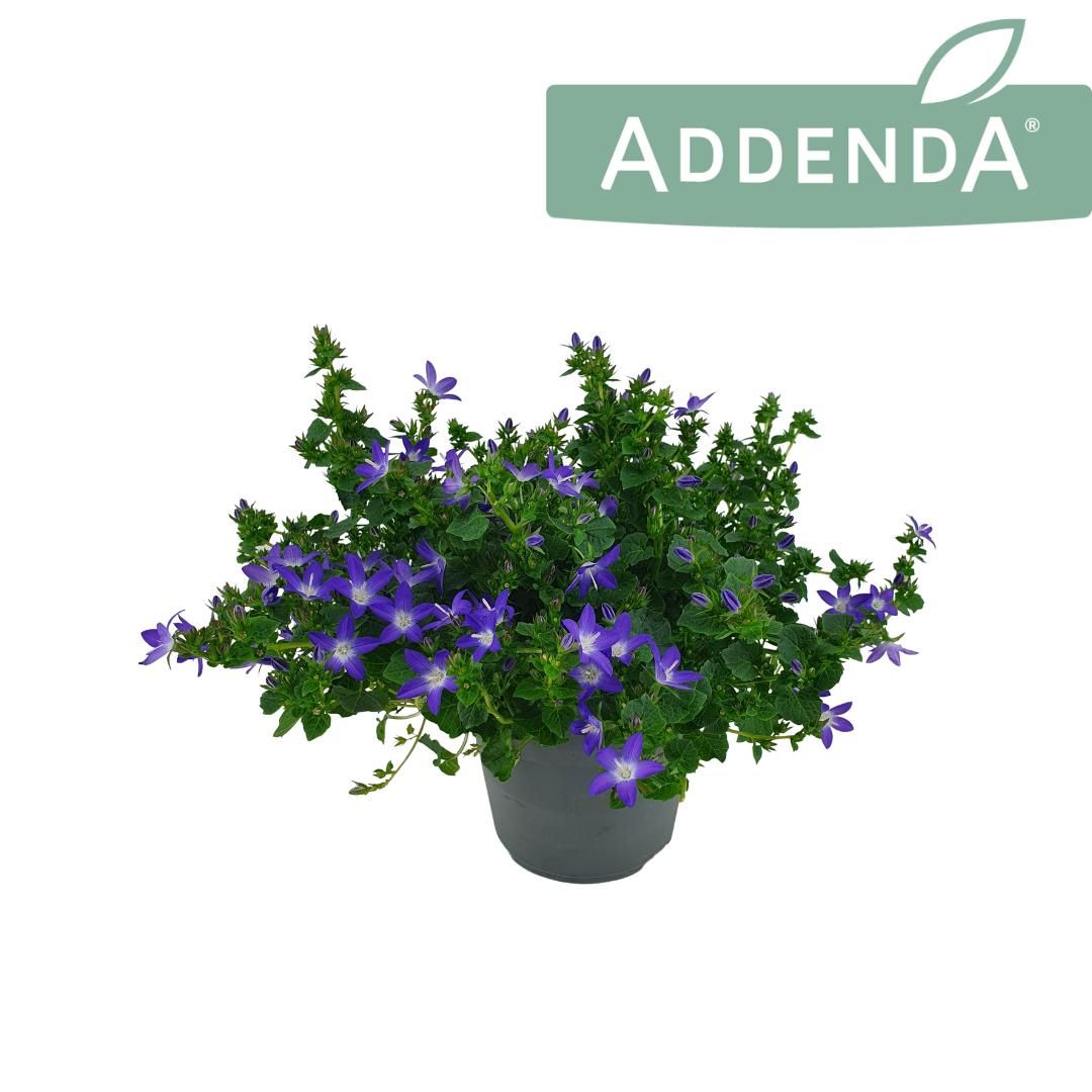 Obrázek Campanula Adansa Blue P14 22CM