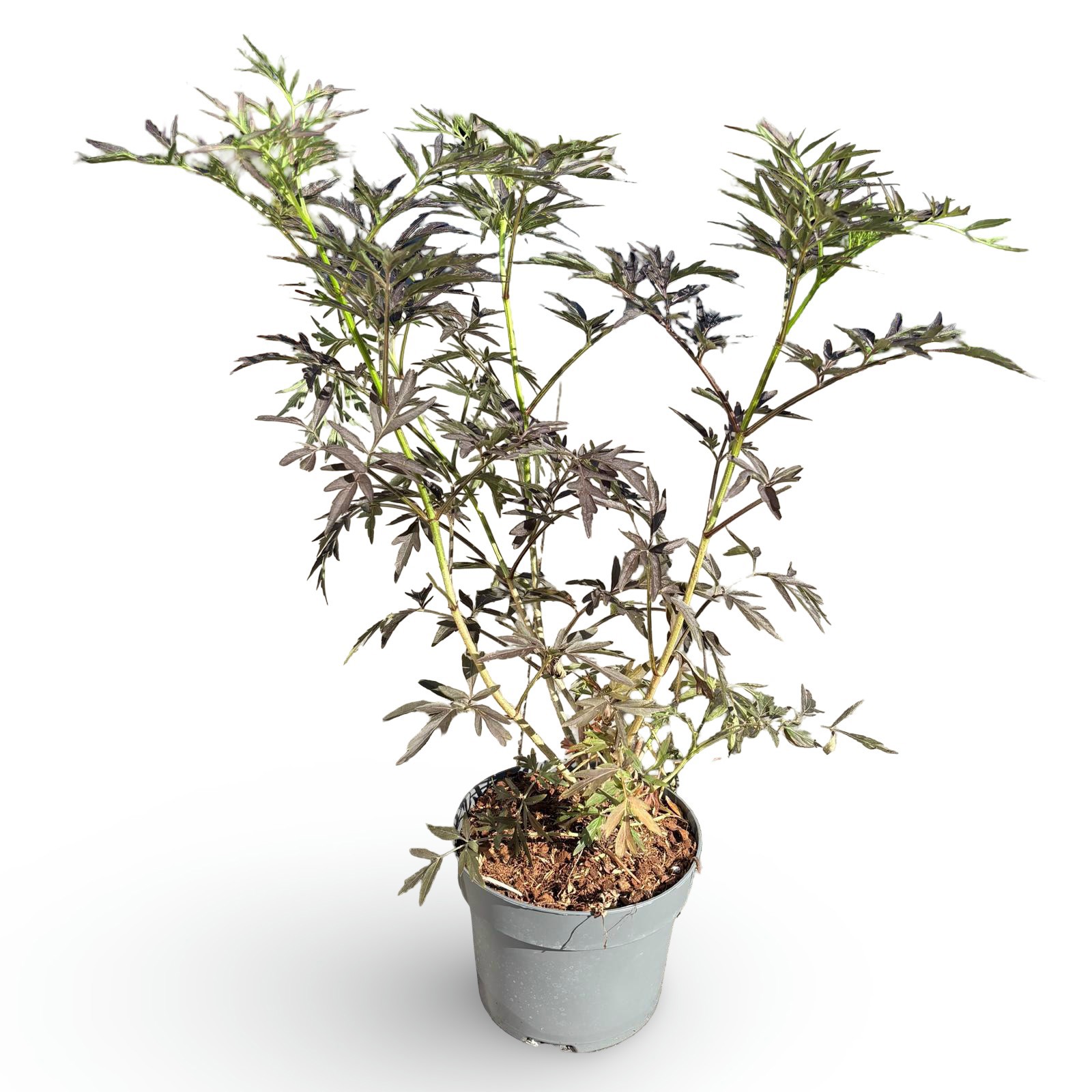 Sambucus nigra Black Lace ('Eva')