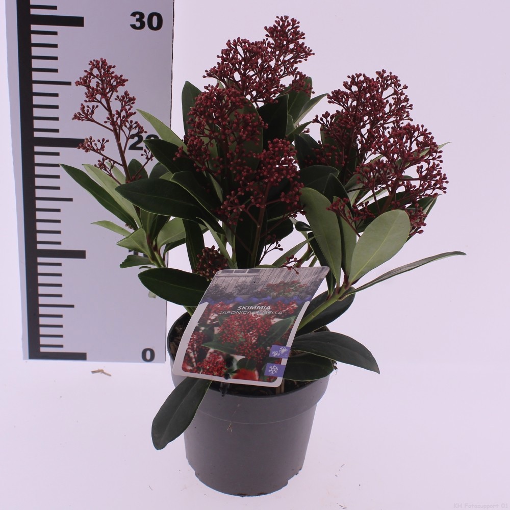 Picture of Skimmia jap. 'Rubella'