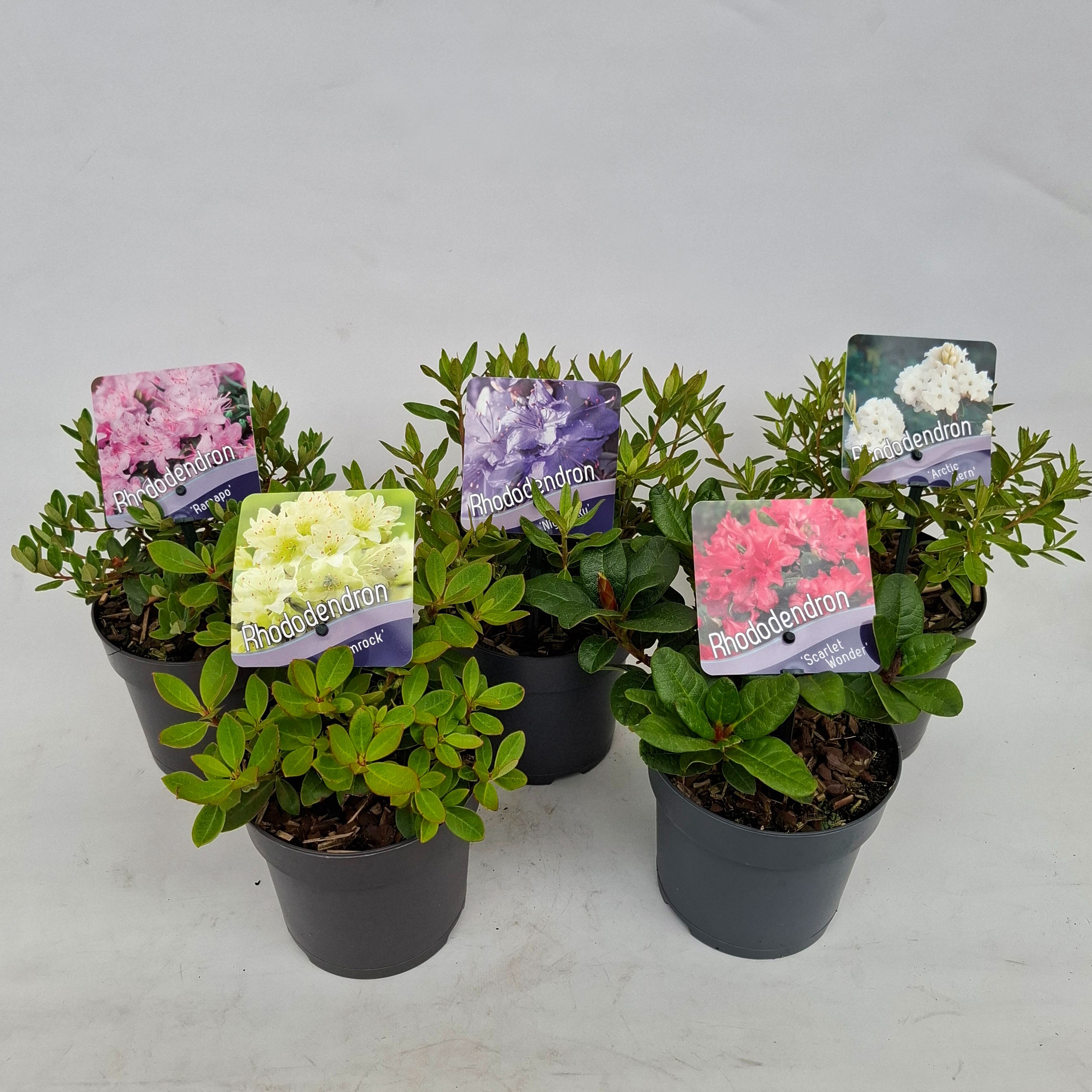 Picture of Rhododendron (dwarf) mix