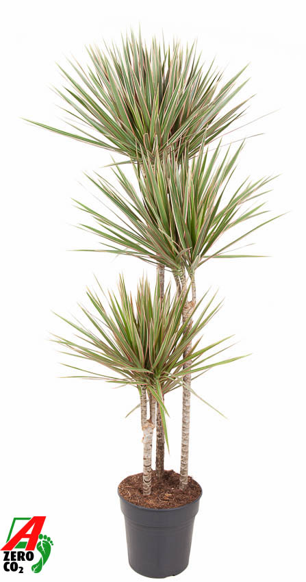 Picture of Dracaena Bicolor 90-60-30 P24 150CM (LOOSE)